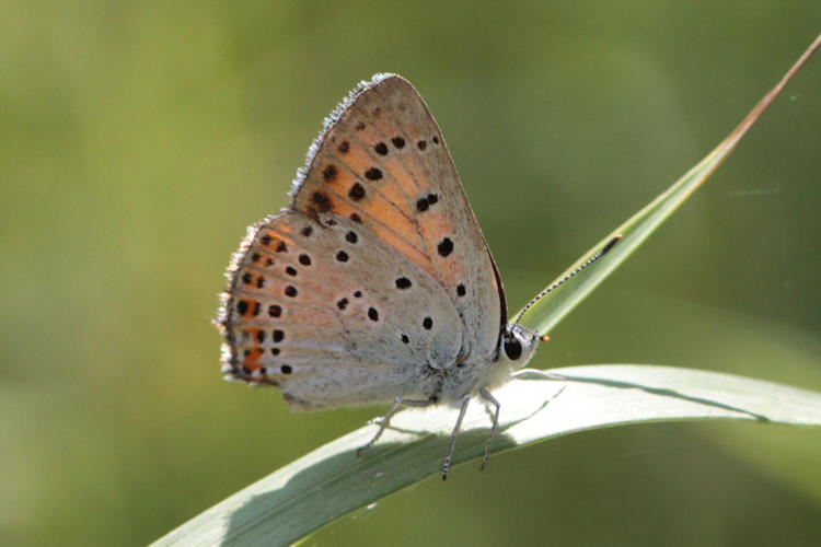 Lycaena alciphron melibeus: Bild 17