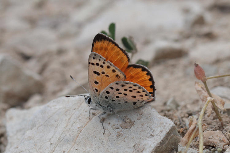 Lycaena ochimus: Bild 24