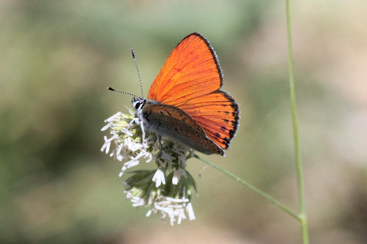 Lycaena thersamon: Bild 7