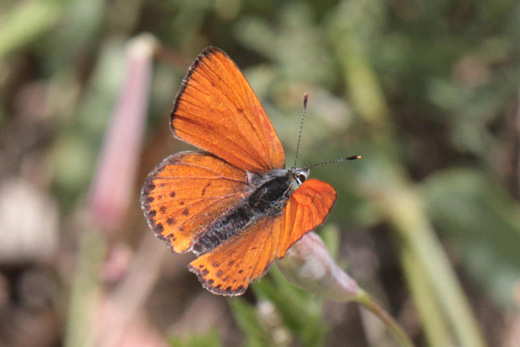 Lycaena thersamon: Bild 8