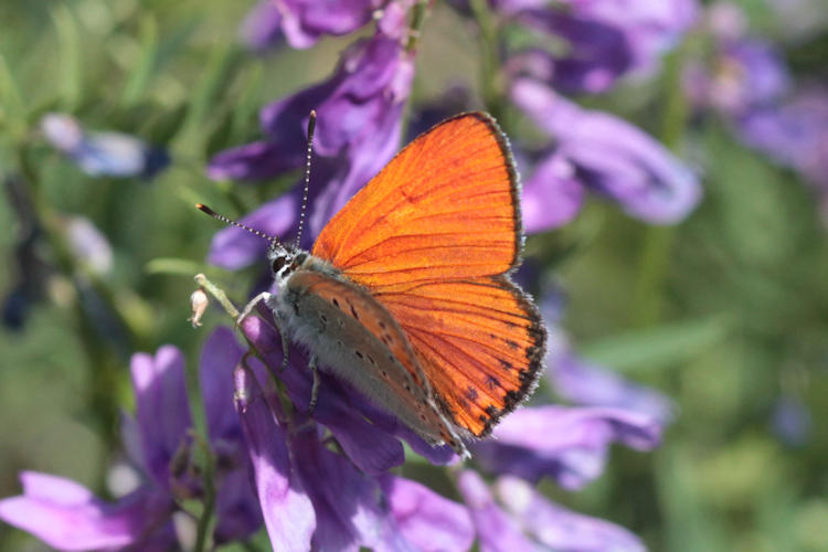 Lycaena thersamon: Bild 10