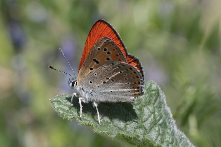 Lycaena thersamon: Bild 13