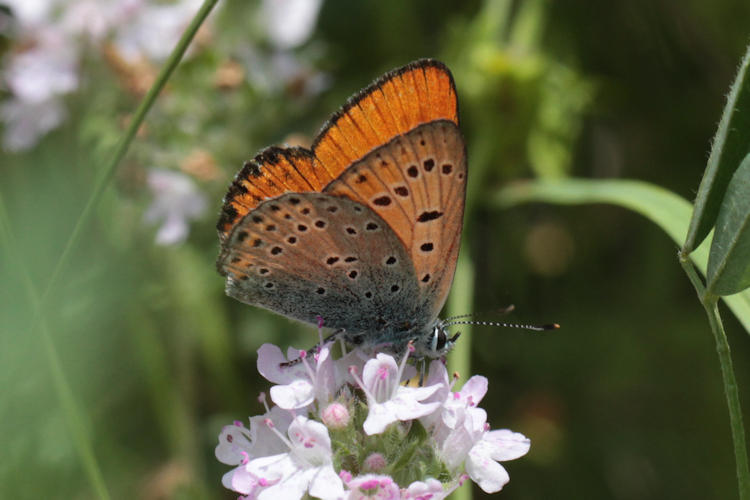 Lycaena thersamon: Bild 15