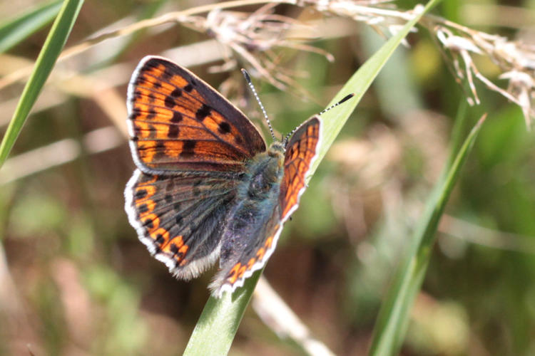 Lycaena tityrus: Bild 18