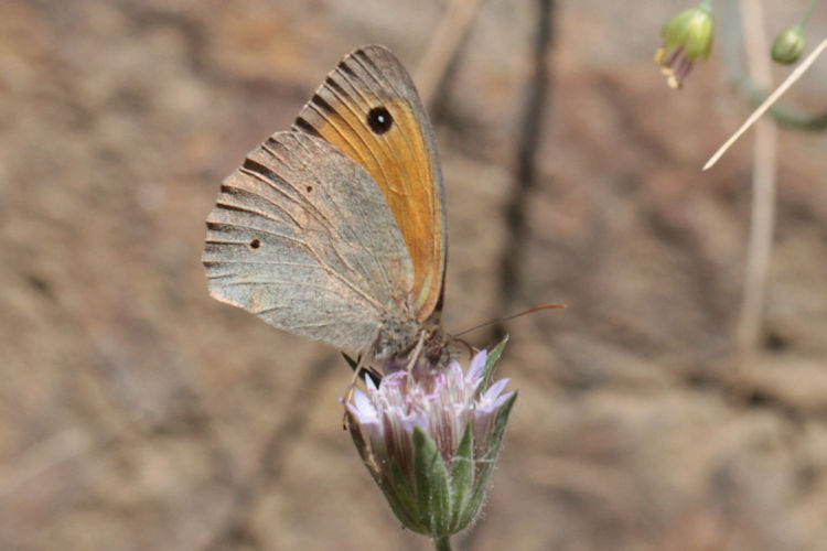 Maniola jurtina strandiana: Bild 6