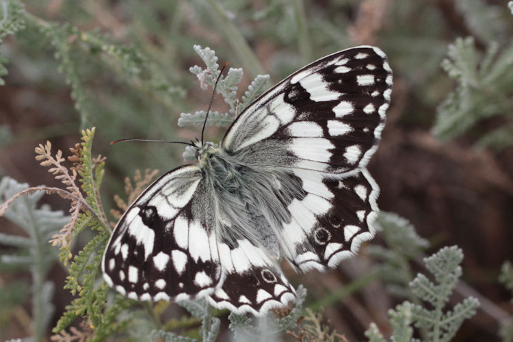 Melanargia larissa astanda: Bild 8