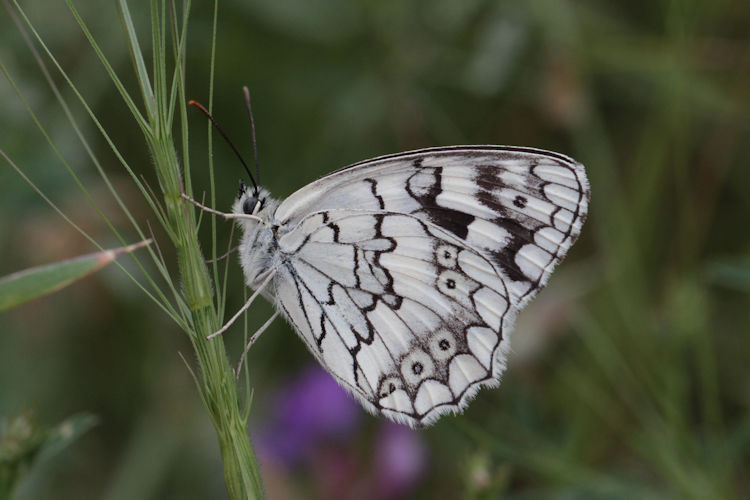 Melanargia larissa astanda: Bild 24