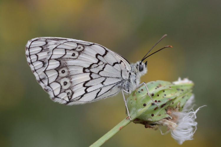 Melanargia larissa astanda: Bild 25