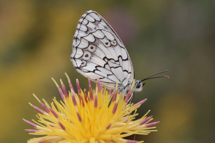 Melanargia larissa astanda: Bild 26