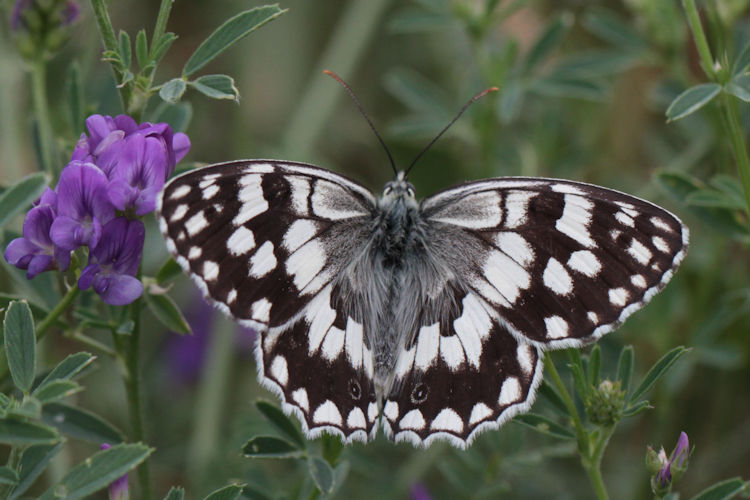 Melanargia larissa astanda: Bild 7