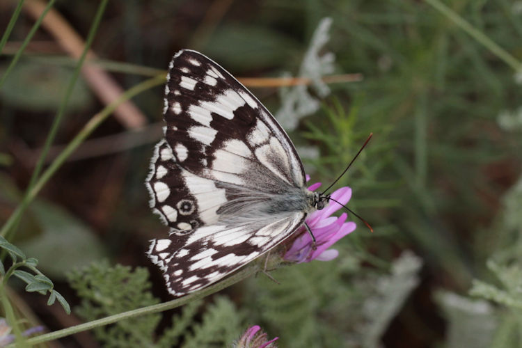 Melanargia larissa astanda: Bild 9