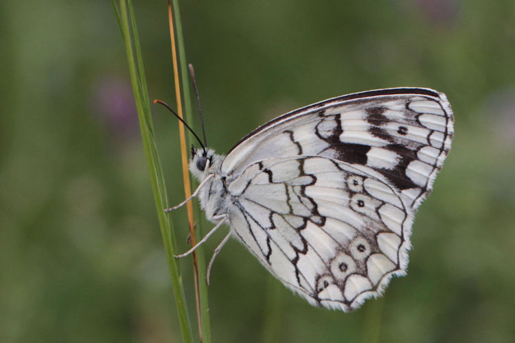 Melanargia larissa astanda: Bild 27