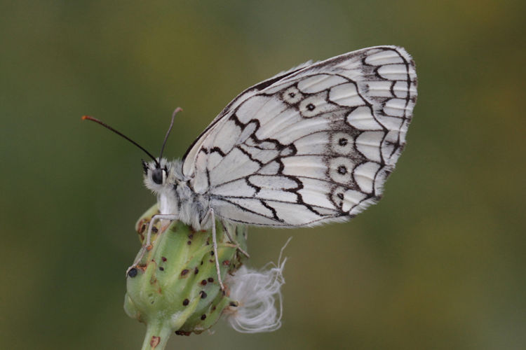 Melanargia larissa astanda: Bild 28