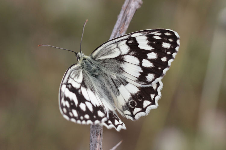 Melanargia larissa astanda: Bild 10