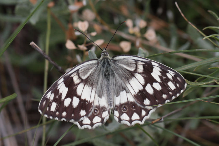 Melanargia larissa astanda: Bild 11