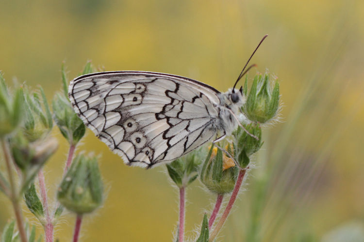 Melanargia larissa astanda: Bild 29