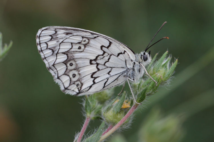 Melanargia larissa astanda: Bild 30