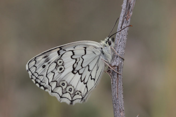 Melanargia larissa astanda: Bild 33