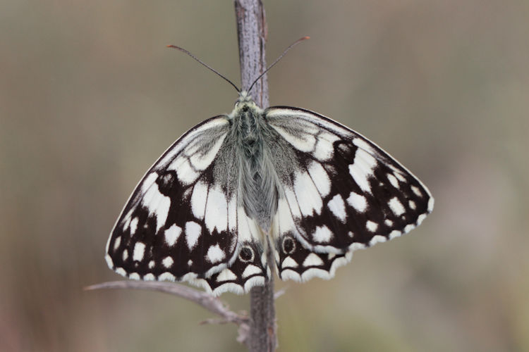 Melanargia larissa astanda: Bild 13