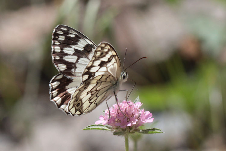 Melanargia larissa astanda: Bild 14