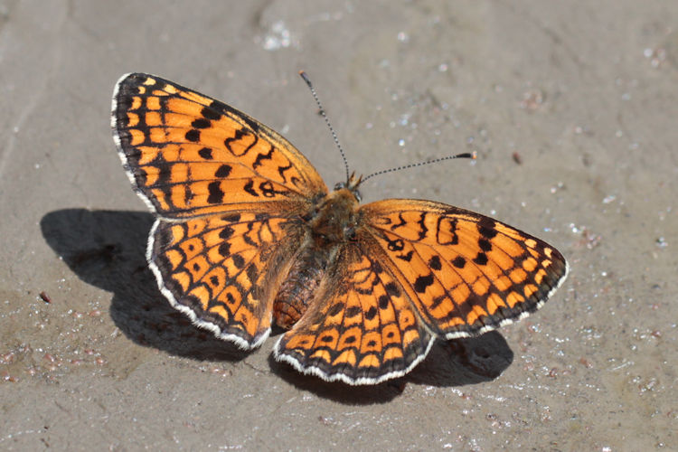 Melitaea arduinna: Bild 19