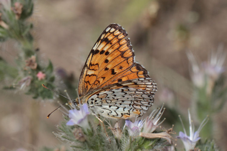 Melitaea arduinna kocaki: Bild 36