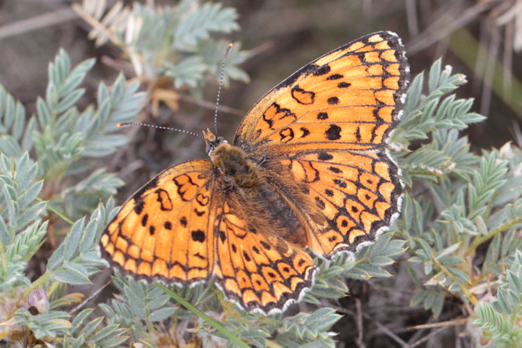 Melitaea arduinna kocaki: Bild 26