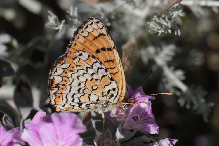 Melitaea arduinna kocaki: Bild 37