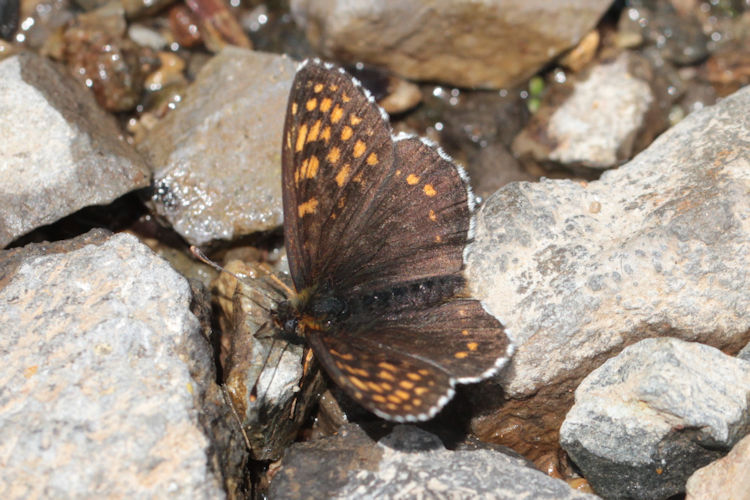 Melitaea caucasogenita: Bild 13