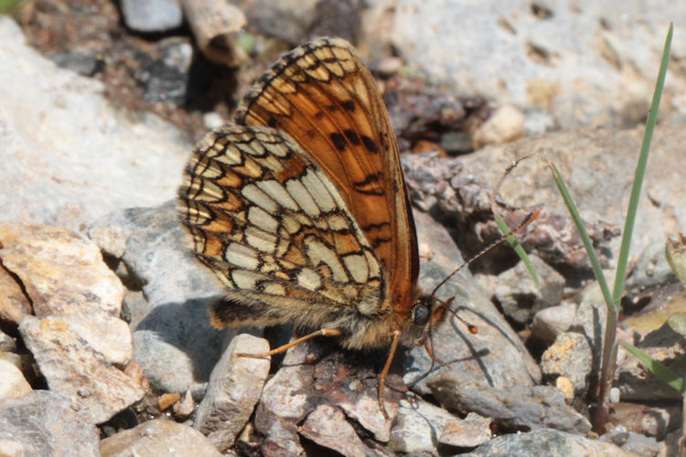 Melitaea caucasogenita: Bild 25