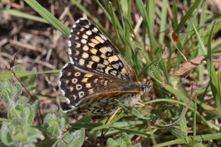 Melitaea cinxia: Bild 22