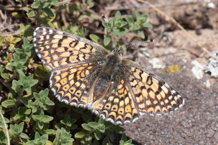 Melitaea cinxia: Bild 23