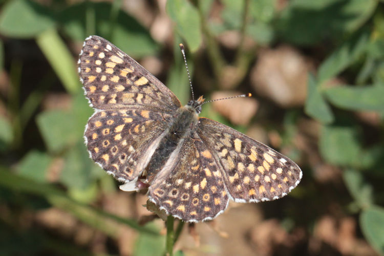 Melitaea cinxia: Bild 24