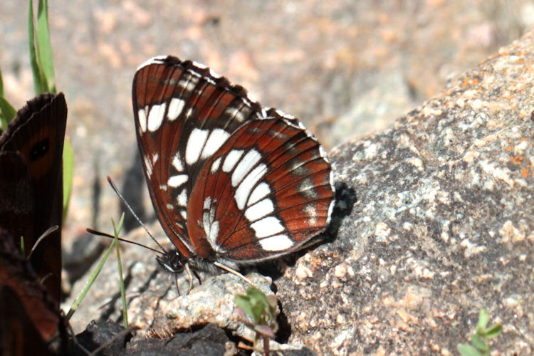 Neptis rivularis ludmilla: Bild 21