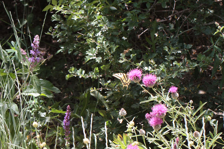 Papilio alexanor orientalis: Bild 3