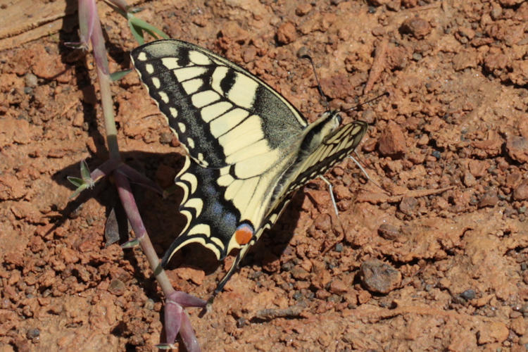 Papilio machaon syriacus: Bild 2