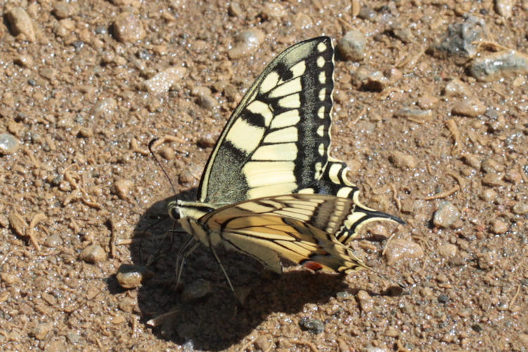 Papilio machaon syriacus: Bild 3