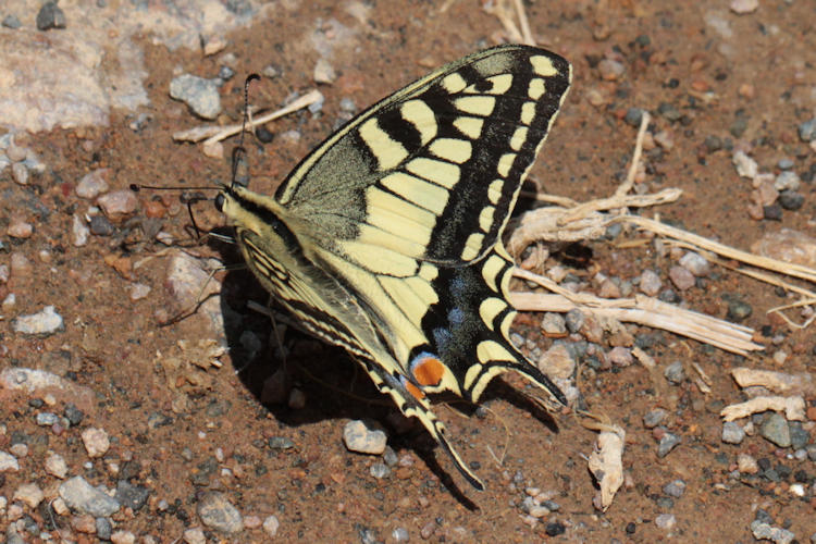 Papilio machaon syriacus: Bild 4