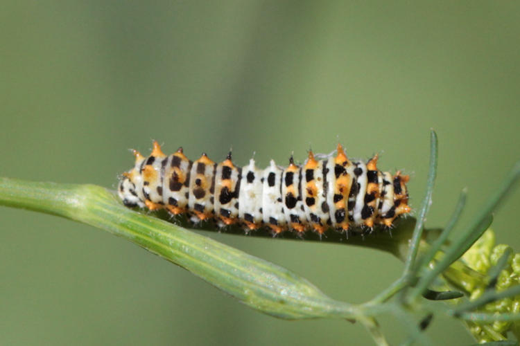 Papilio machaon syriacus: Bild 1