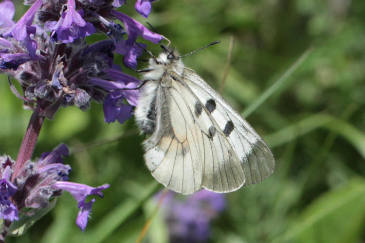 Parnassius mnemosyne nubilosus: Bild 20