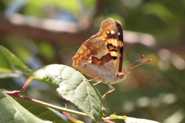 Thaleropis ionia: Bild 20