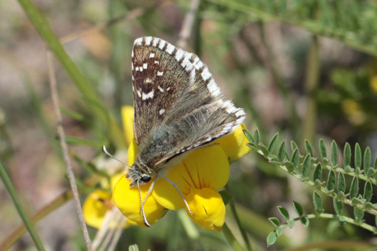 Pyrgus serratulae major: Bild 22