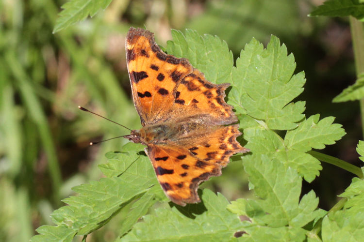 Polygonia c-album: Bild 17