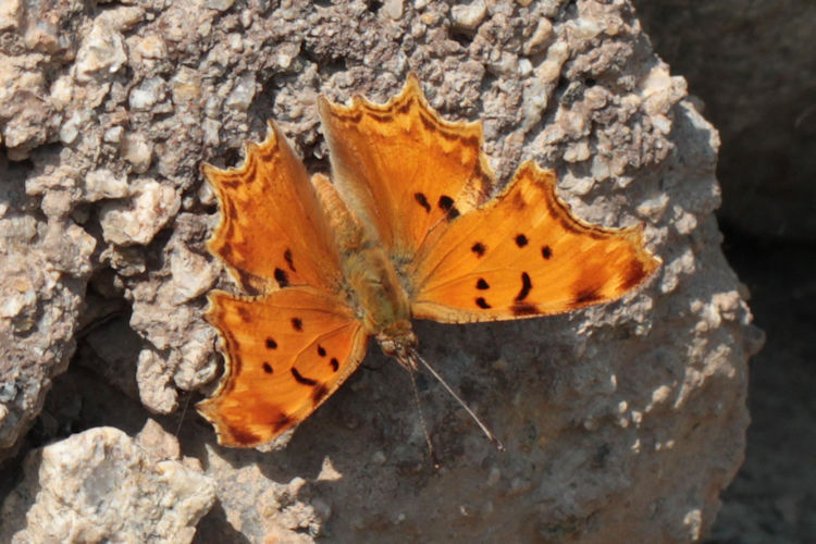 Polygonia egea: Bild 10