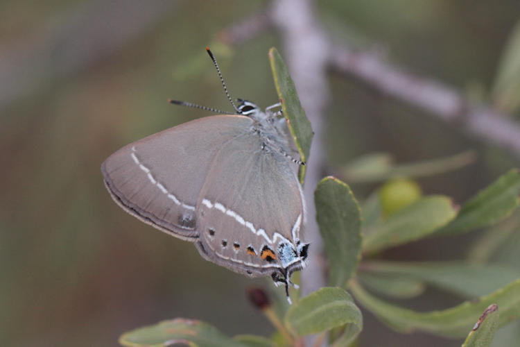 Satyrium spini: Bild 33