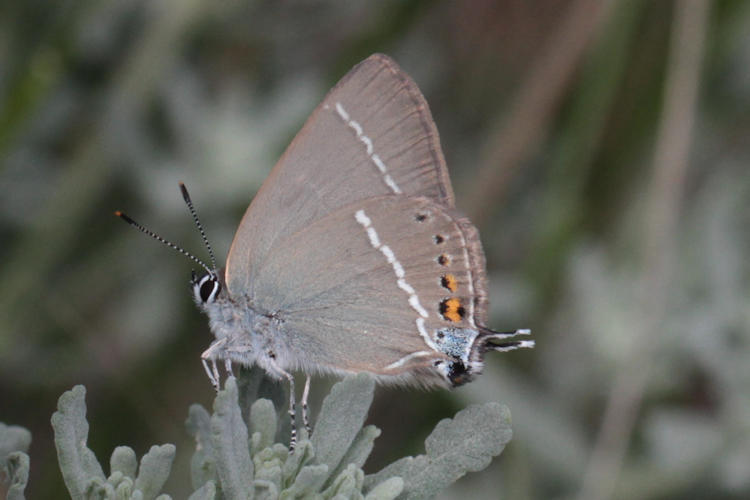 Satyrium spini: Bild 34