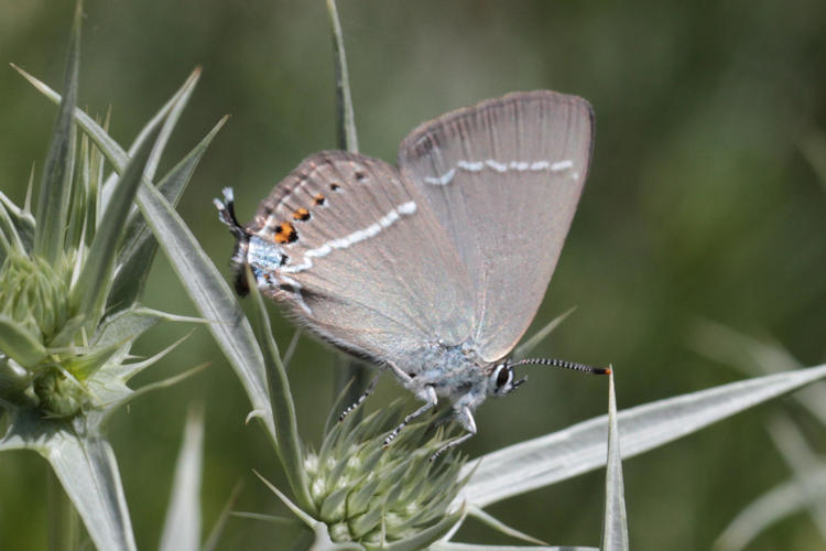 Satyrium spini: Bild 37