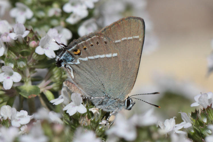 Satyrium spini: Bild 12