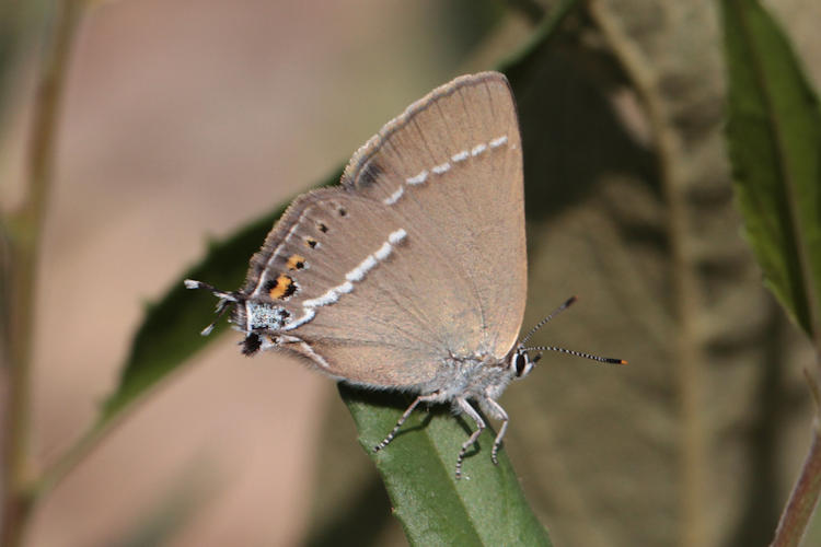 Satyrium spini: Bild 38