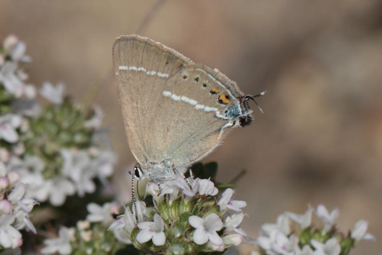 Satyrium spini: Bild 39